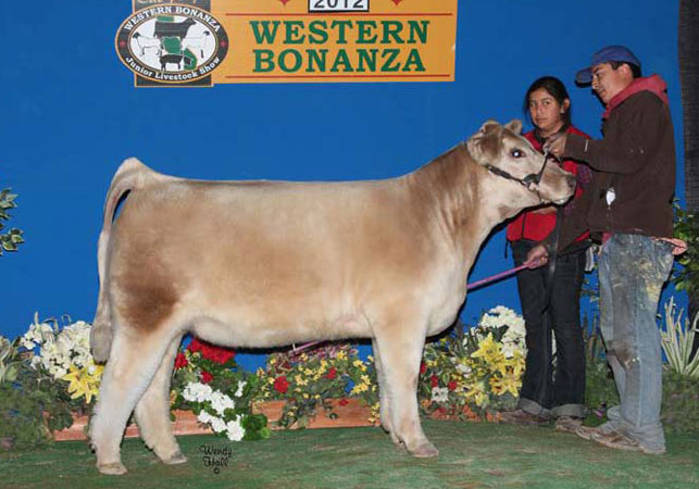 12-reserve-champion-chi-heifer-western-bonanza